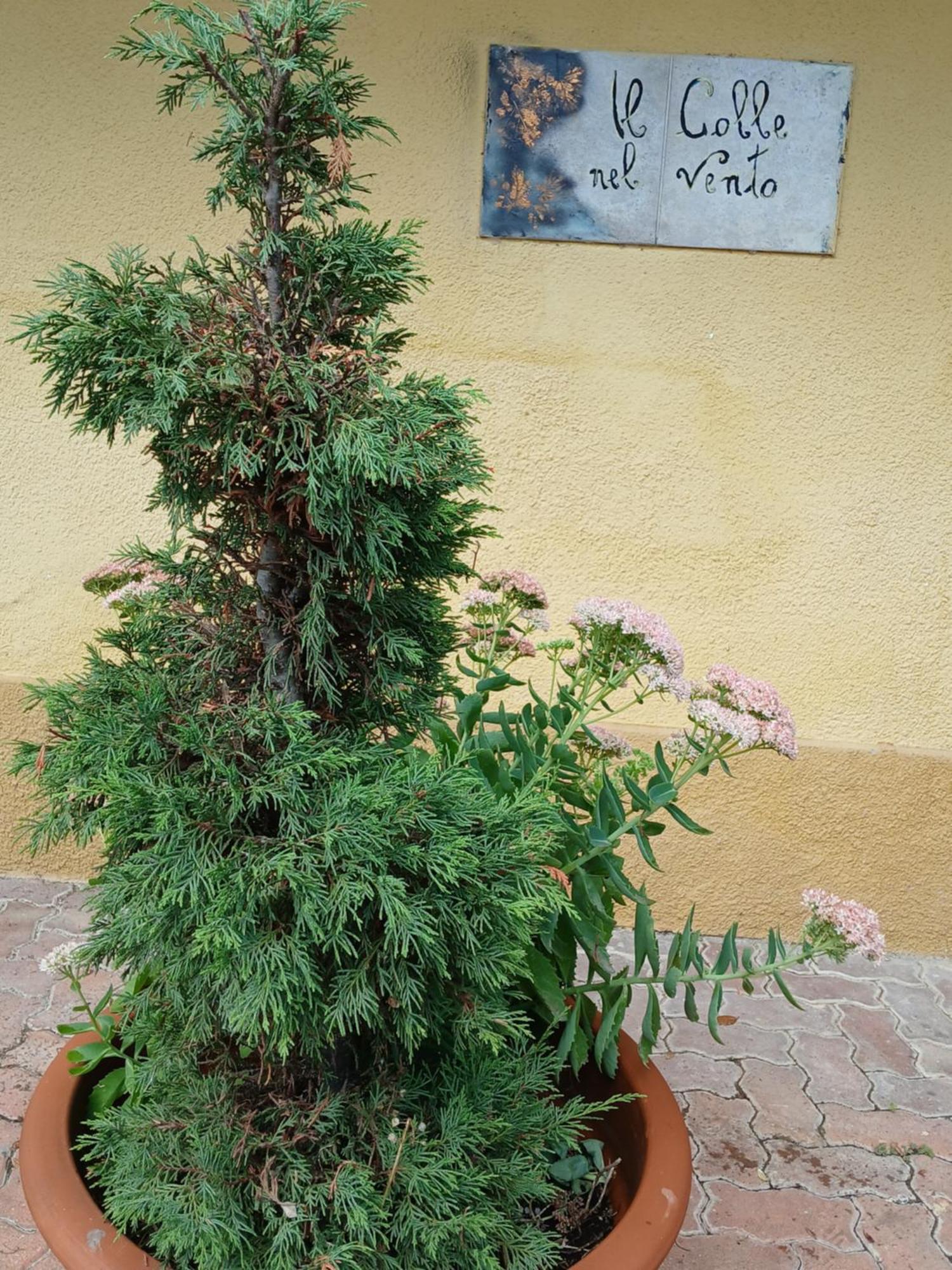 Casa Vacanza Il Colle Del Vento Calosso Exteriör bild